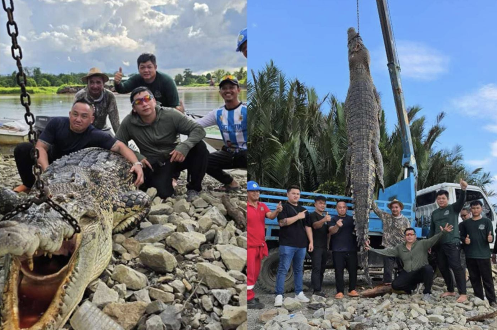 Buaya Gergasi Seberat 500KG Ditangkap di Sarawak, Sarang 40 Telur Turut Ditemui